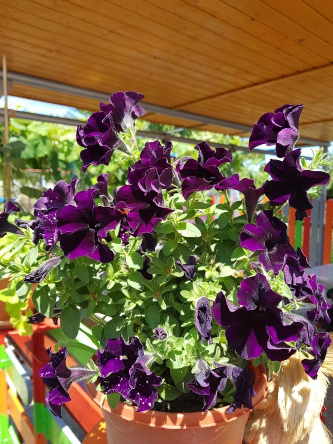 Casa Simona Hotel Două Mai Екстериор снимка